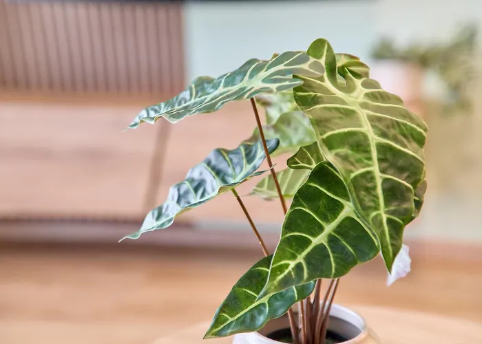 Gaestehaus Binz-meyer Moselschleife アパート